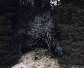 Chrystel Lebas: Regarding Nature at Huis Marseille, Museum for Photography